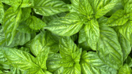 Herbs Sweet  Basil 100g