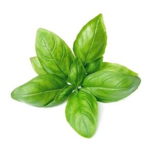 Herbs Sweet  Basil 100g